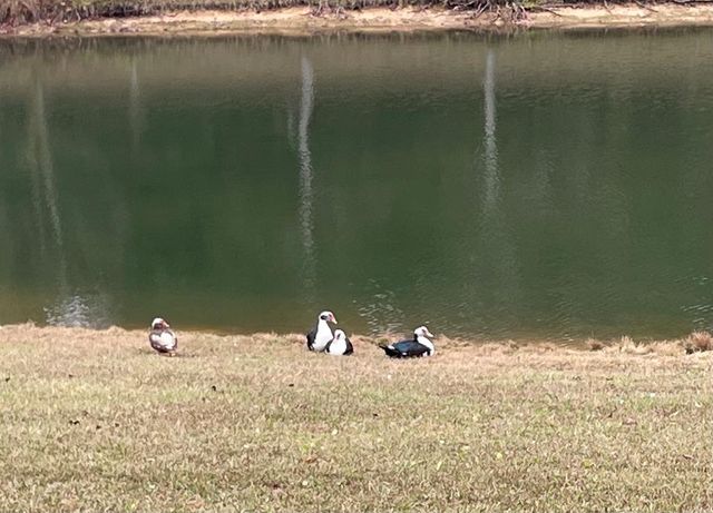 307 Pepperridge, Dothan, AL 36301