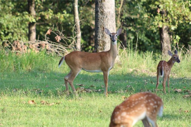 15319 E Hwy 264, Lowell, AR 72745