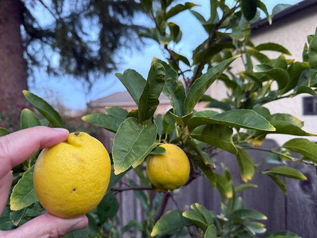 1520 Arkell Road, Walnut Creek, CA 94598