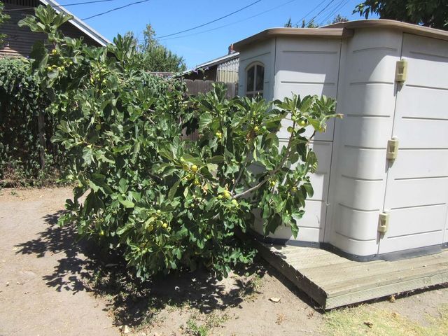 61 E Ellis St, Stockton, CA 95204