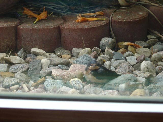 19800 Stephan Drive, Minnewaska Twp, MN 56381