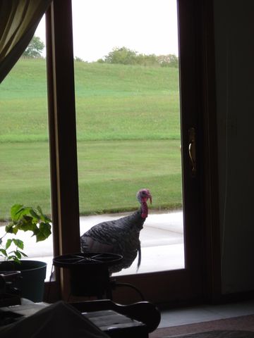 19800 Stephan Drive, Minnewaska Twp, MN 56381