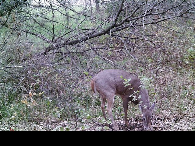 19800 Stephan Drive, Minnewaska Twp, MN 56381