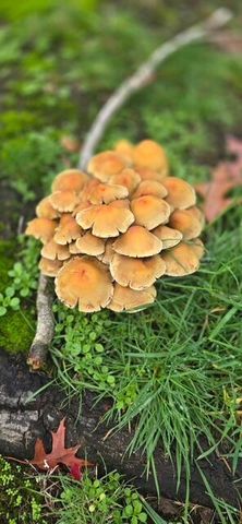 206 Lower Wolf Creek Road, Wolf Creek, OR 97497