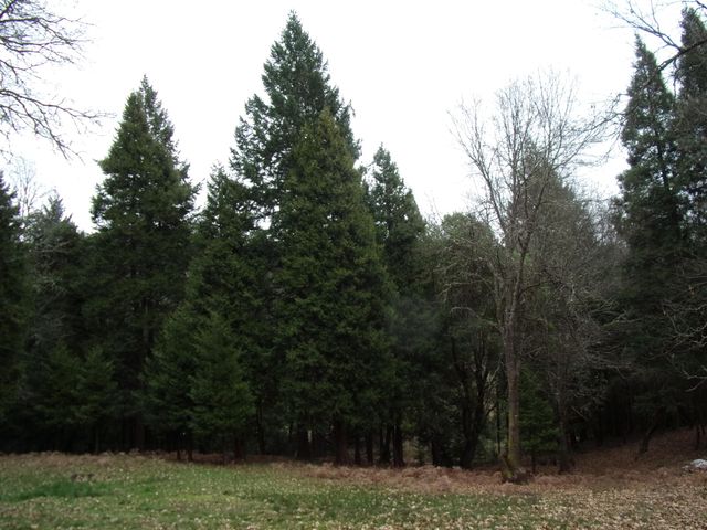 206 Lower Wolf Creek Road, Wolf Creek, OR 97497