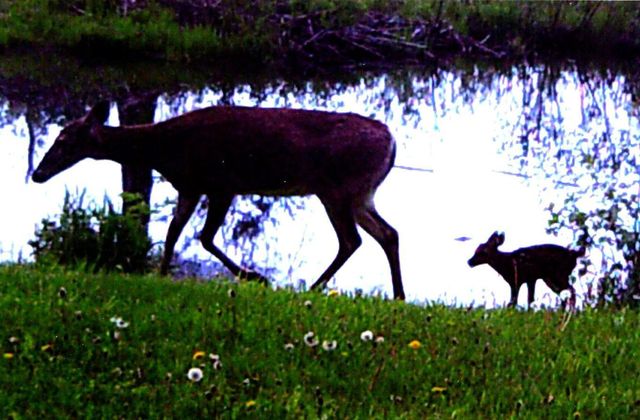 3211 Ivory Street, Isle, MN 56342