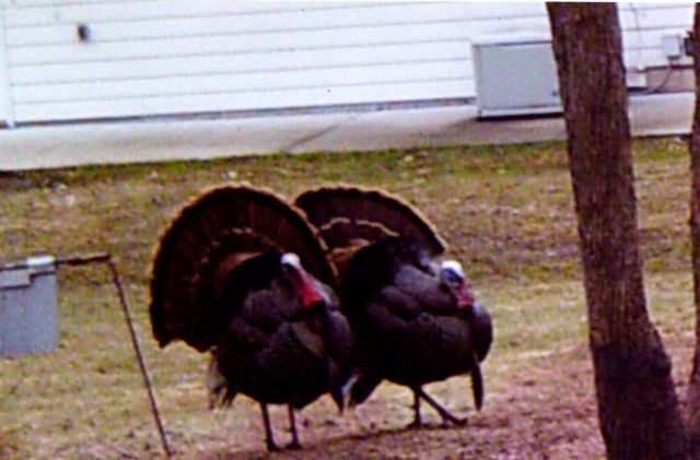 3211 Ivory Street, Isle, MN 56342