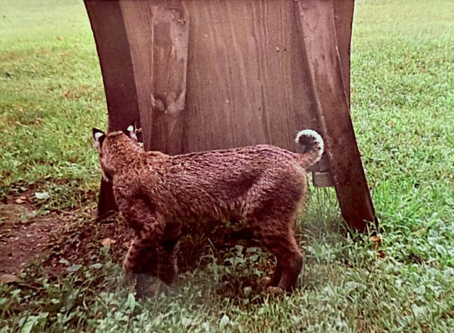 3211 Ivory Street, Isle, MN 56342