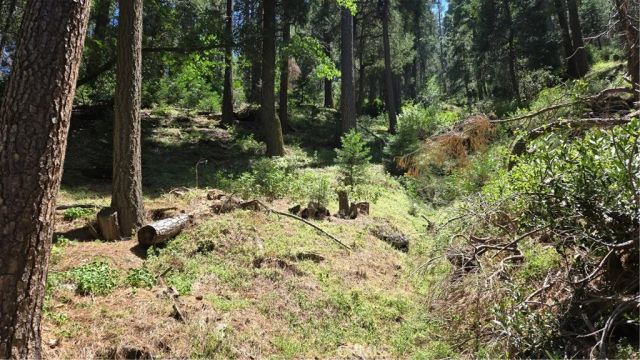 0 Deer Run, Cedarpines Park, CA 92322