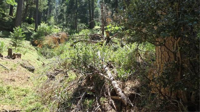 0 Deer Run, Cedarpines Park, CA 92322
