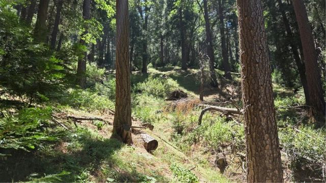 0 Deer Run, Cedarpines Park, CA 92322