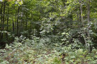 NE Dapokie Trail, Kalkaska, MI 49646