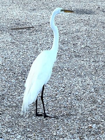 11201 122ND AVENUE 197, Largo, FL 33778