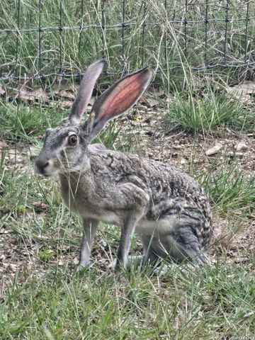 1041 Mystic Breeze, Spring Branch, TX 78070