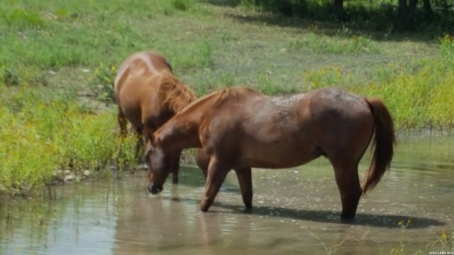 1041 Mystic Breeze, Spring Branch, TX 78070