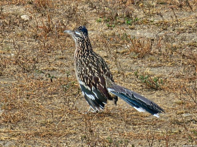 1041 Mystic Breeze, Spring Branch, TX 78070