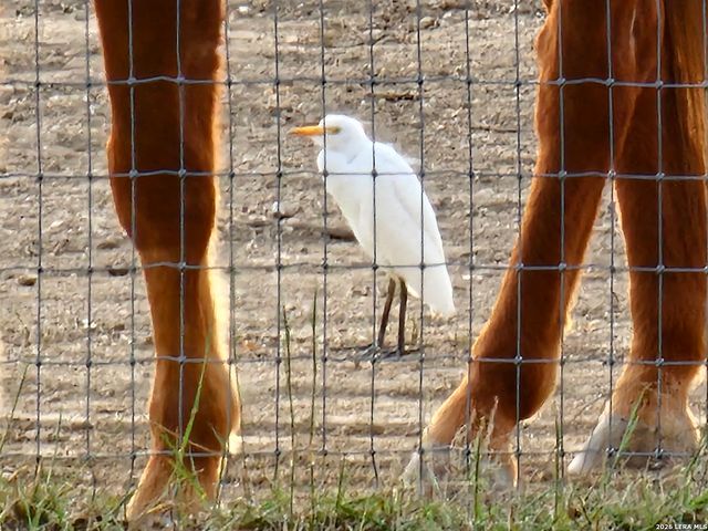 1041 Mystic Breeze, Spring Branch, TX 78070