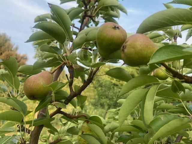 86360 Meyers Olson Road, Bayfield, WI 54814