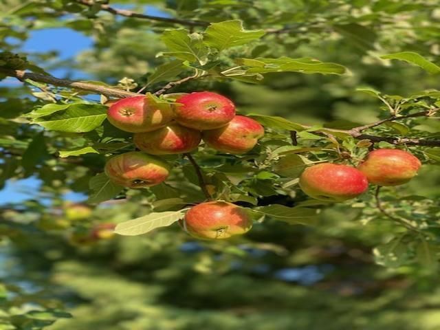 86360 Meyers Olson Road, Bayfield, WI 54814