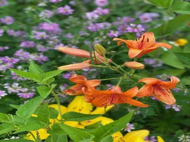 86360 Meyers Olson Road, Bayfield, WI 54814