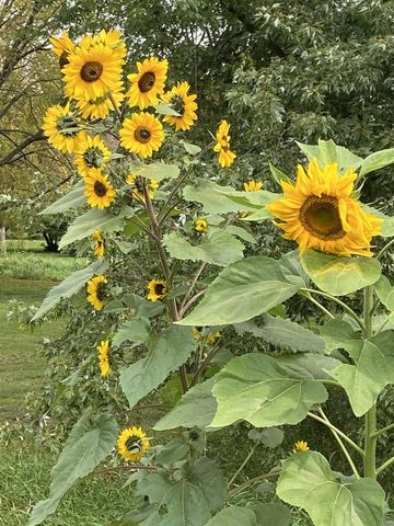 1000 S Division Street, Waunakee, WI 53597