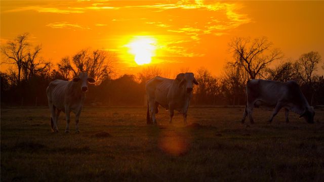 218 Brody LN, Bastrop, TX 78602