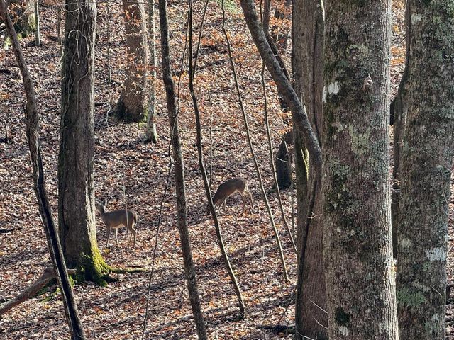 Lot 2750 Nimrod Court, Ellijay, GA 30540