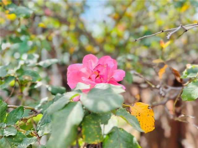 12538 Collins, Valley Village, CA 91607