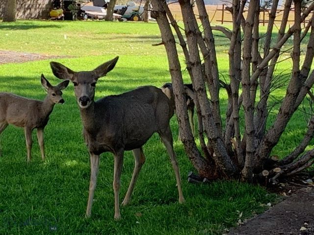 7 Meadow Lane, Cascade, MT 59421