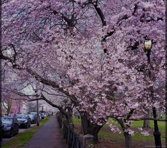 576 Chapel Street APT 4, New Haven, CT 06511