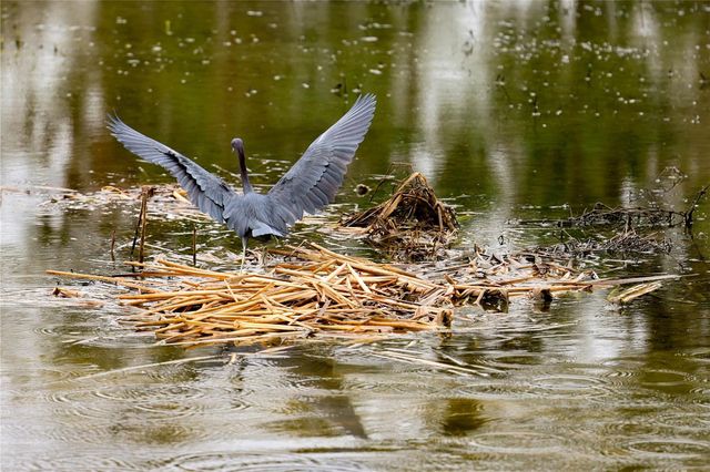 4714 WIGHTMAN CIRCLE, The Villages, FL 32163