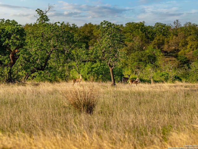 862 Grape Creek Road, Fredericksburg, TX 78624