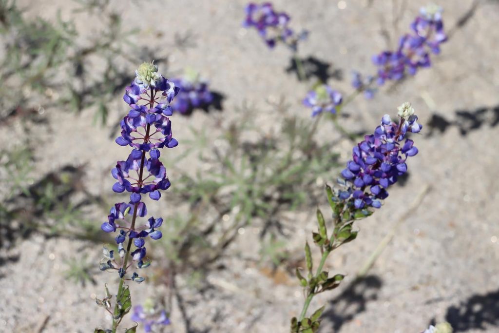 Image 19 of property listing at 80 Polk Ranch Road, Coarsegold, CA 93614