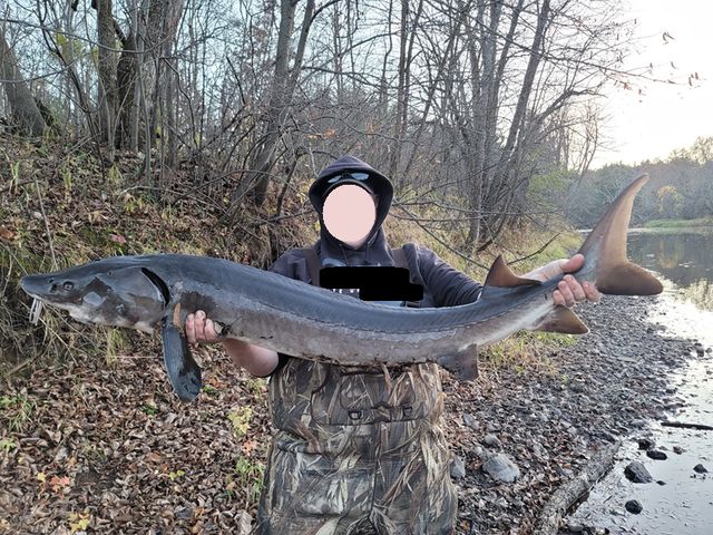 15xxx Lofty Pines Road, Pine City, MN 55063