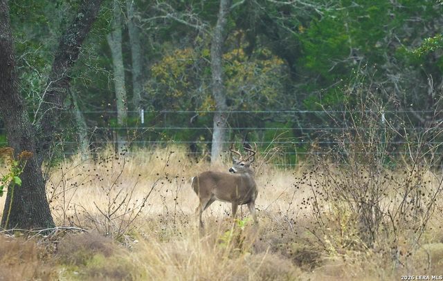242 Model T, Blanco, TX 78606