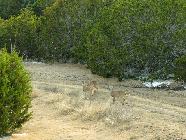 242 Model T, Blanco, TX 78606