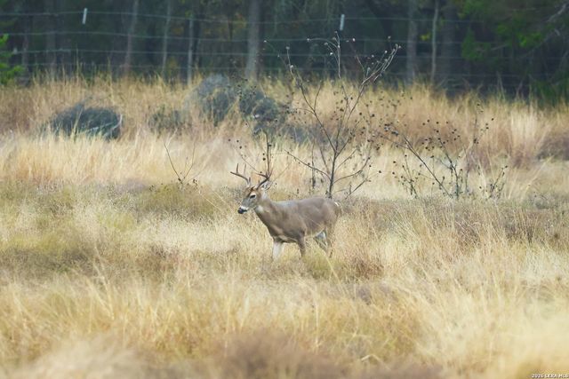 242 Model T, Blanco, TX 78606