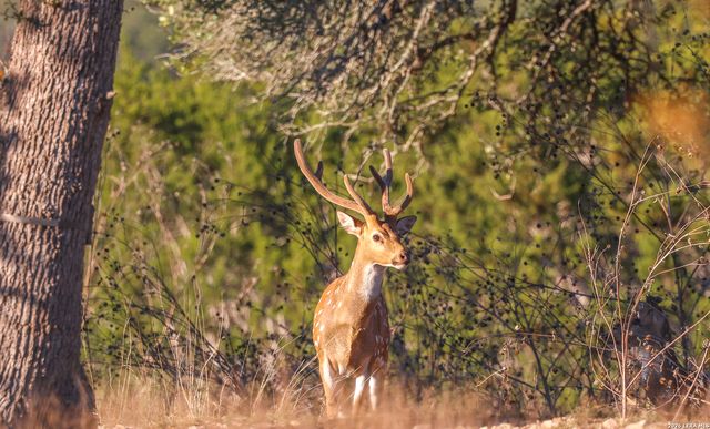 242 Model T, Blanco, TX 78606