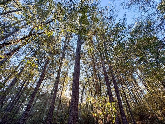 156 Lessa Lane, Huntsville, TX 77340