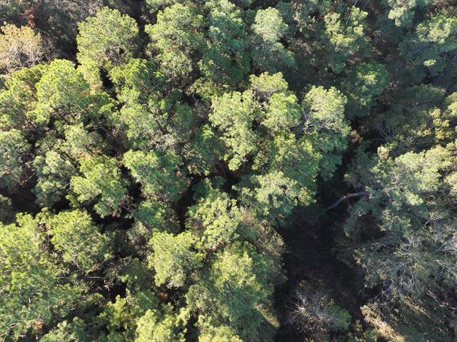 156 Lessa Lane, Huntsville, TX 77340