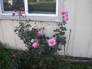 1911 Corby Ave, Santa Rosa, CA 95407