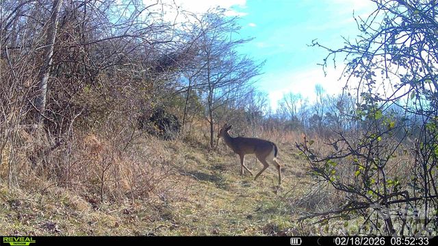 99999 Green Valley Road, Leicester, NC 28748