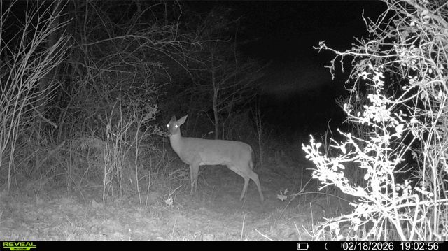 99999 Green Valley Road, Leicester, NC 28748