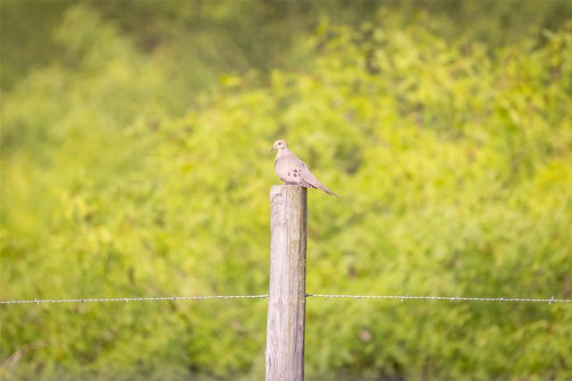 TBD Highway 77 S, Giddings, TX 78942