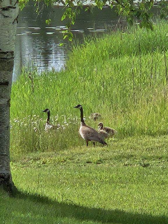 306 Parker Lakes Road, Bigfork, MT 59911 photo 31