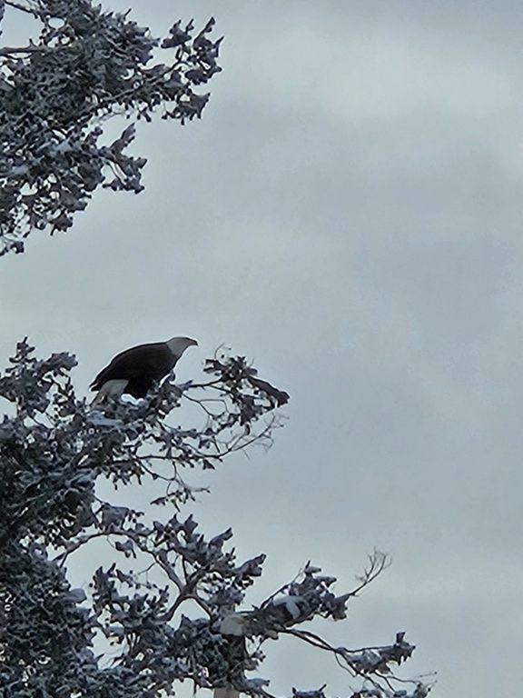 306 Parker Lakes Road, Bigfork, MT 59911 photo 35