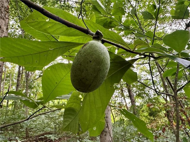 325 N Fork Road, New Matamoras, OH 45767