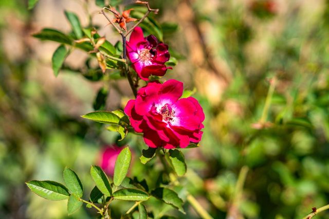 745 Applewood Road, Honeydew, CA 95545