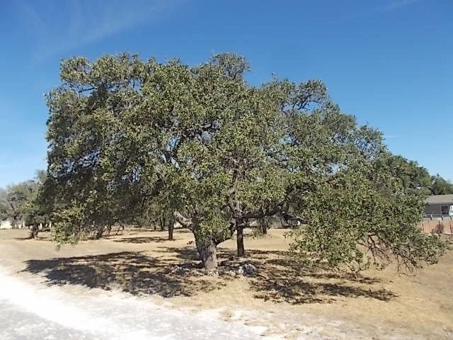 448 Reeves Lane, Harper, TX 78631