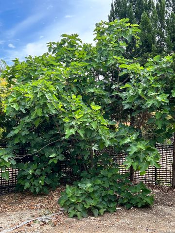 12803 Cedar Fly, San Antonio, TX 78253